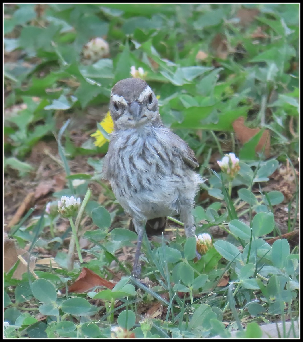 Black-throated Sparrow - ML623499599