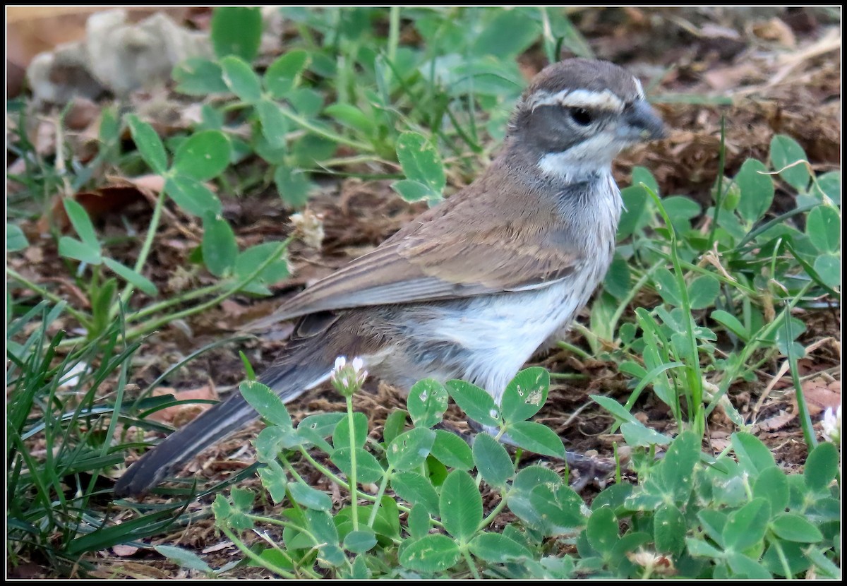 Black-throated Sparrow - ML623499600