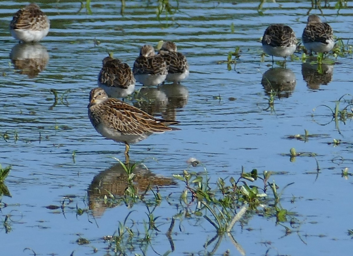 Pectoral Sandpiper - ML623499613