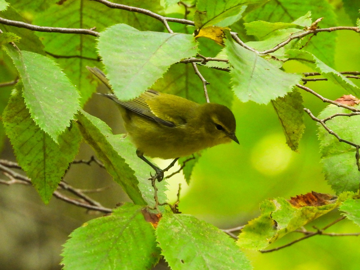 Tennessee Warbler - ML623499674