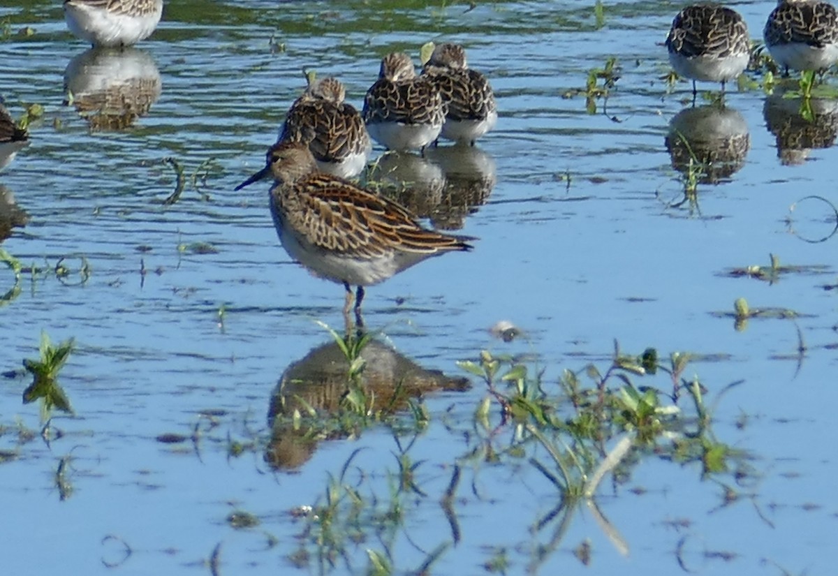 Pectoral Sandpiper - ML623499675