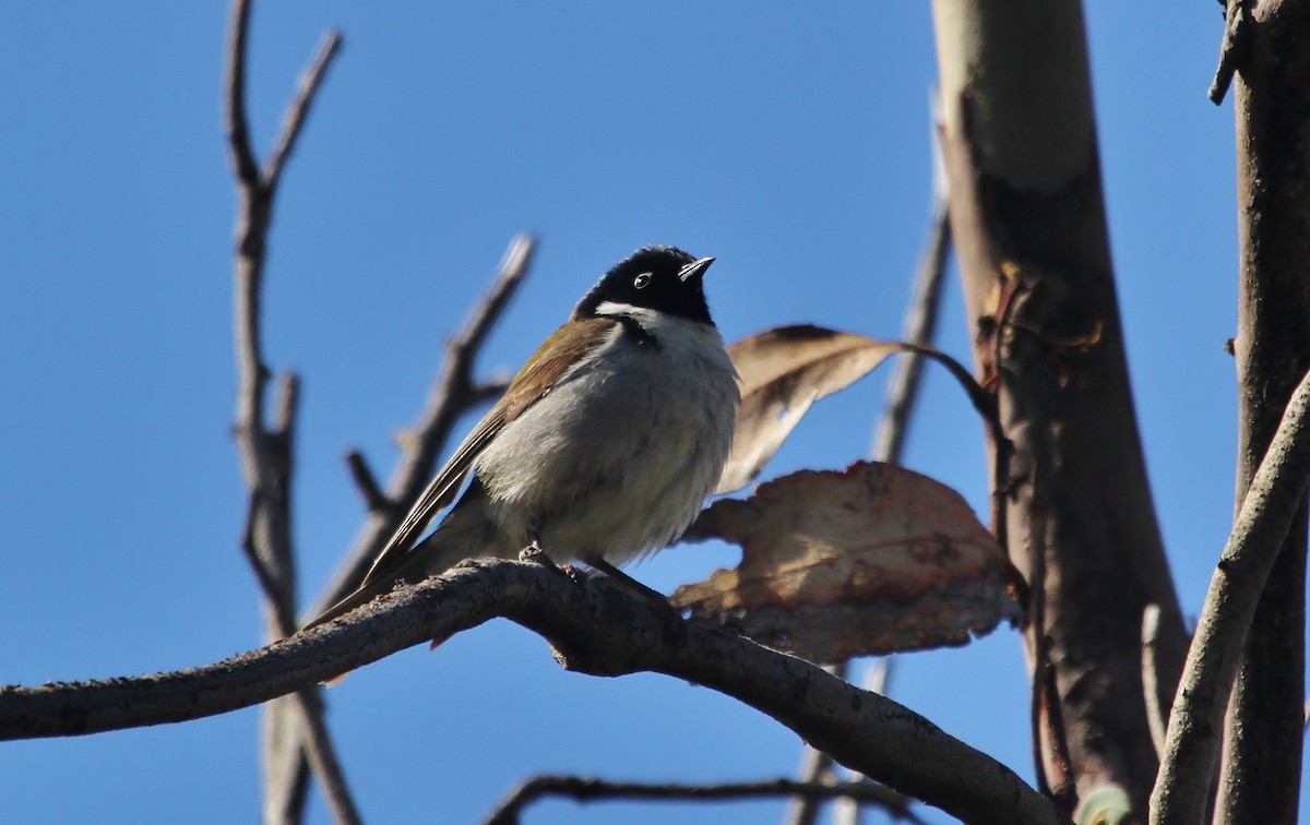 Black-headed Honeyeater - ML623499676