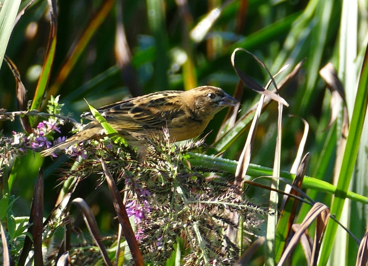 Bobolink - ML623499697