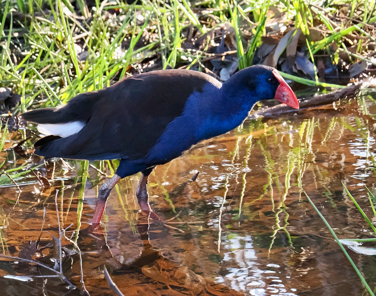 Australasian Swamphen - ML623499728