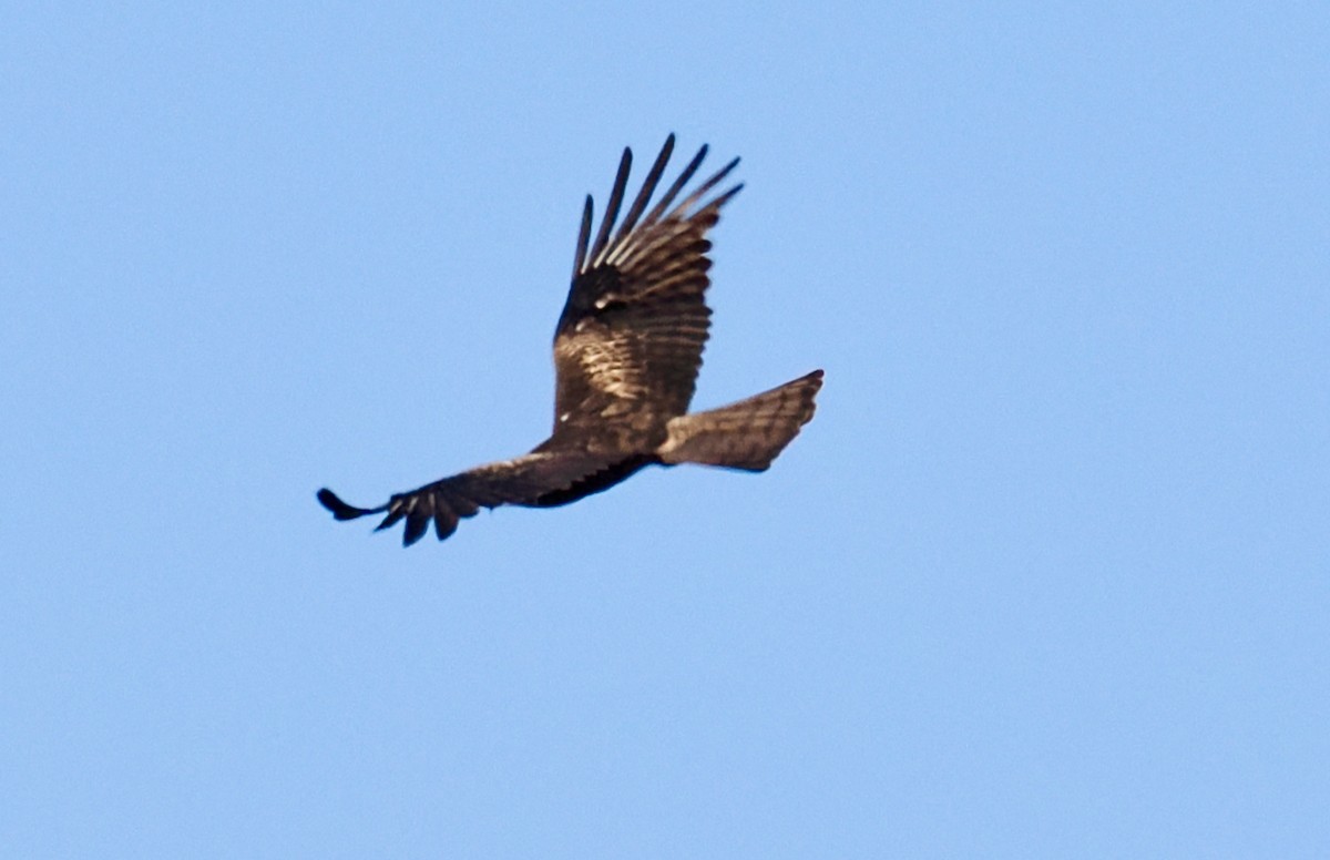 Square-tailed Kite - ML623499745