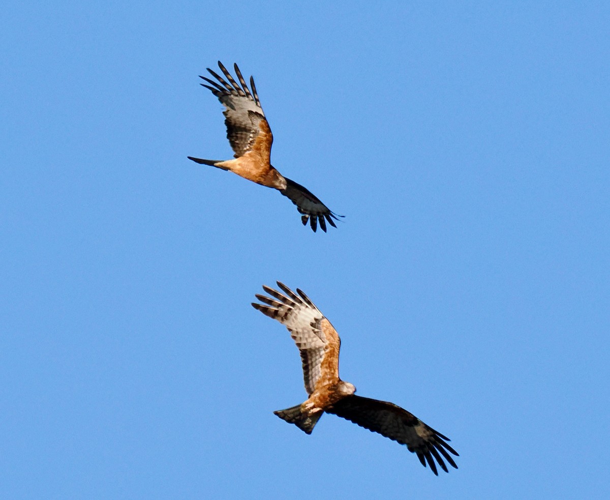 Square-tailed Kite - ML623499746