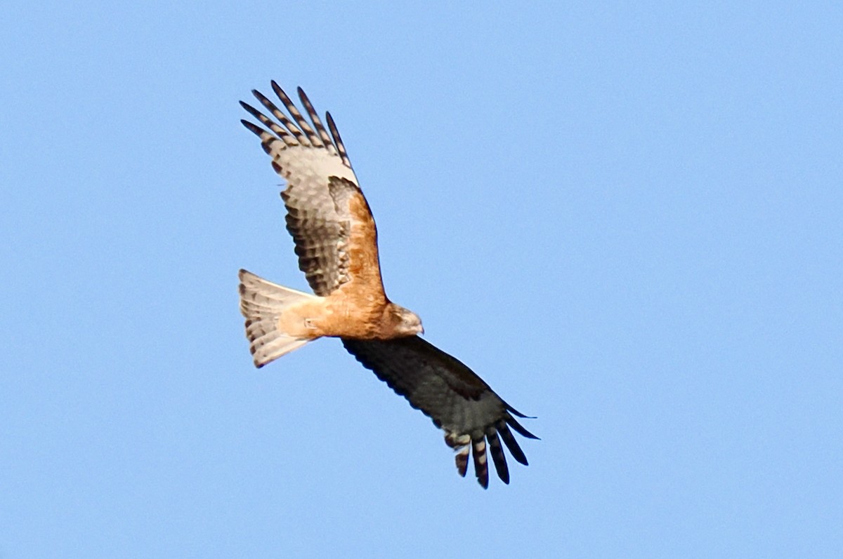 Square-tailed Kite - Ken Glasson