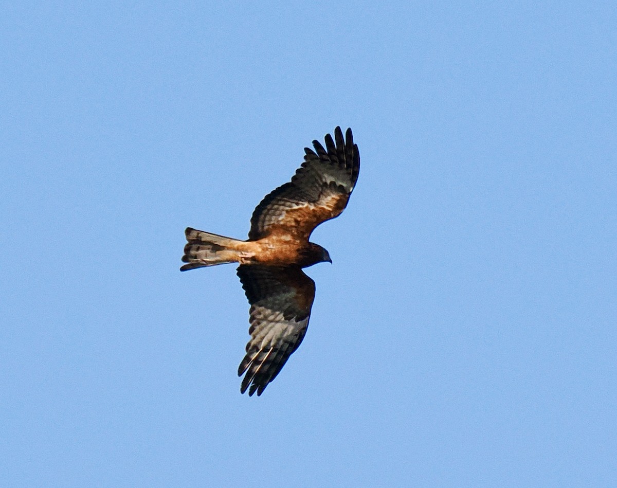 Square-tailed Kite - ML623499748