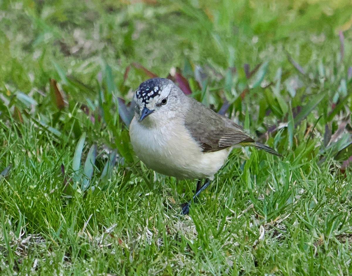 Yellow-rumped Thornbill - ML623499760