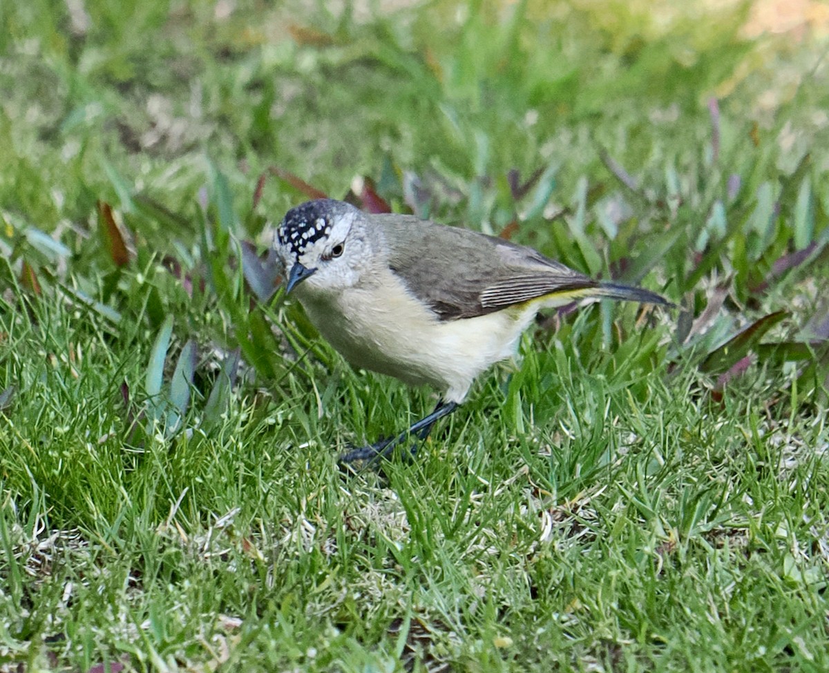 Yellow-rumped Thornbill - ML623499761