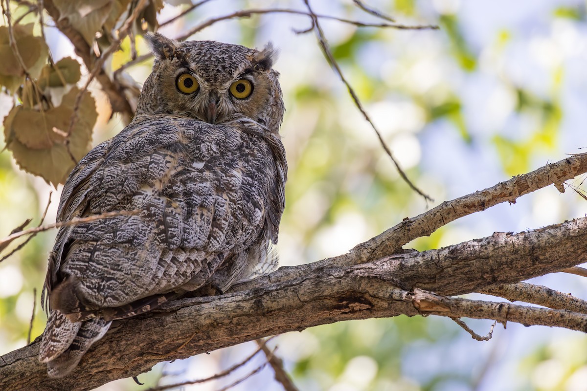 Great Horned Owl - ML623499781