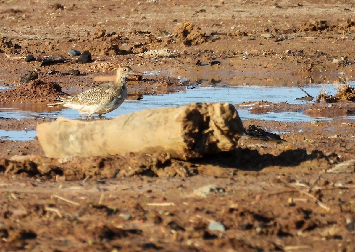 Upland Sandpiper - ML623499794