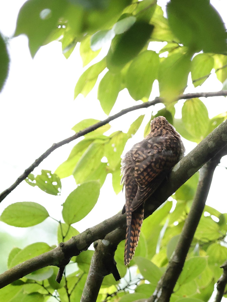 Plaintive Cuckoo - ML623499851