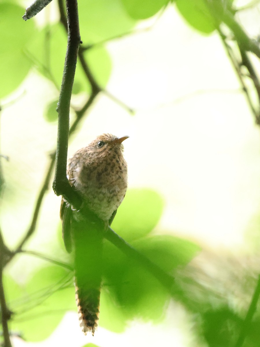 Plaintive Cuckoo - ML623499852