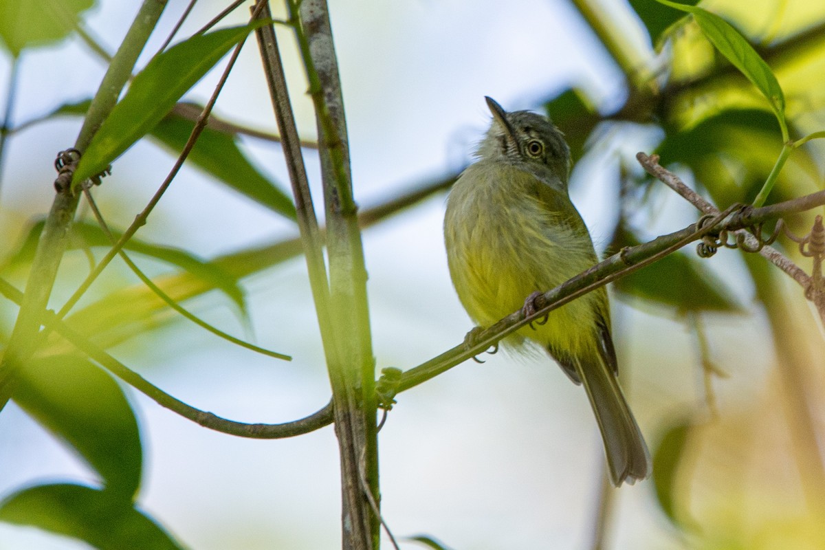 Yellow-olive Flatbill - ML623499856