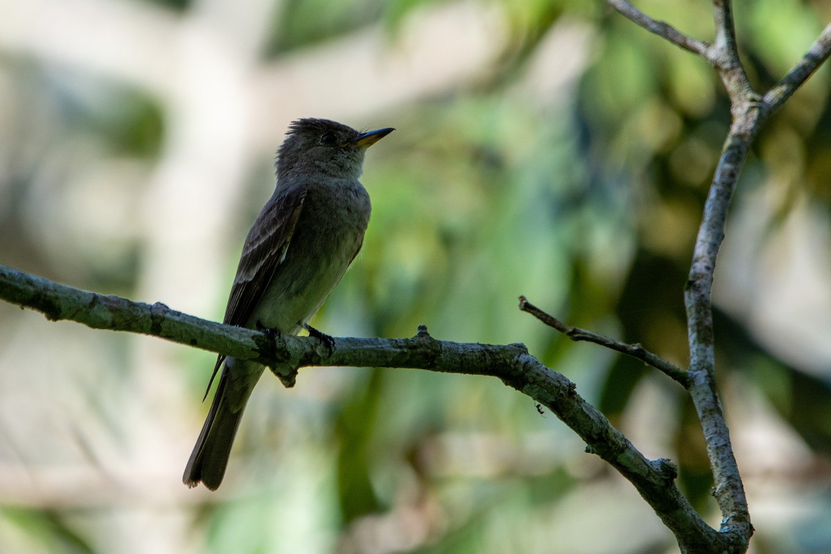 Eastern Wood-Pewee - ML623499859