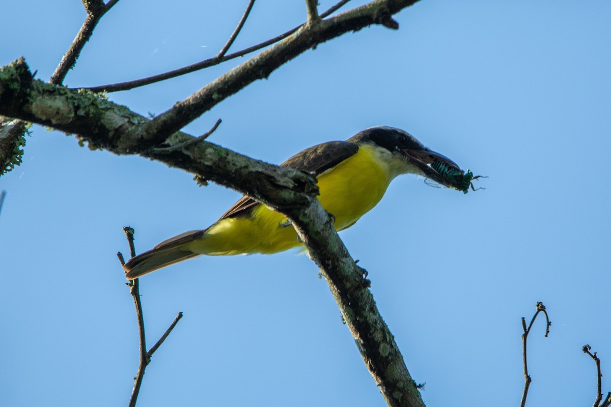 Boat-billed Flycatcher - ML623499871