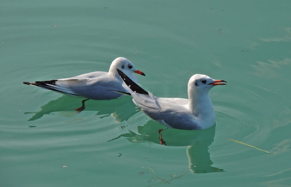 Gaviota Reidora - ML623499896