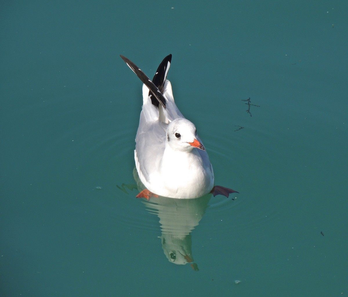 Gaviota Reidora - ML623499904