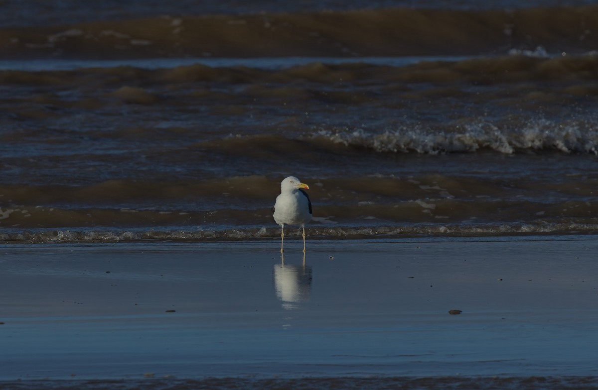 Lesser Black-backed Gull - Damon Williford