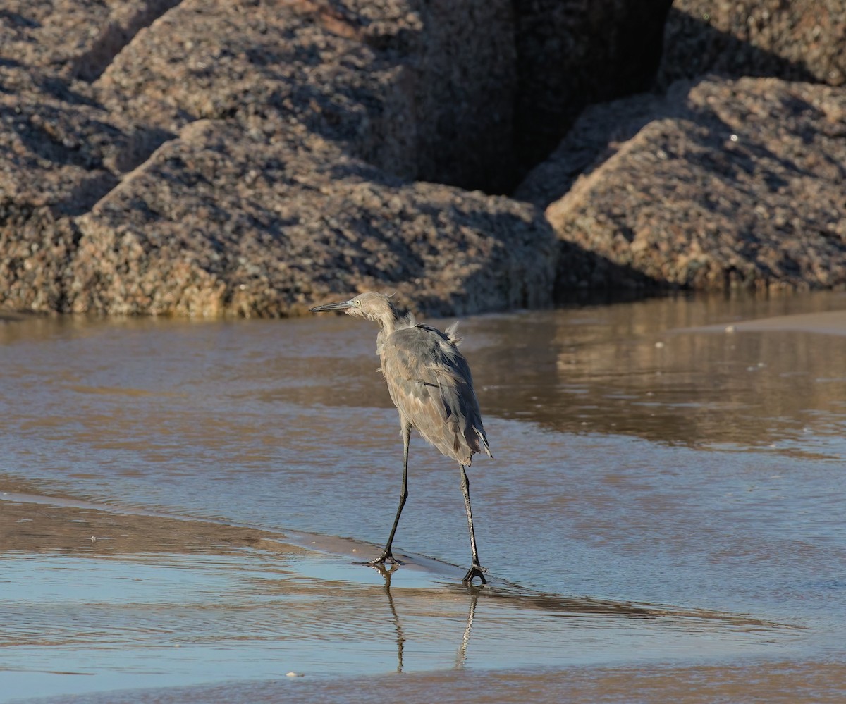 Reddish Egret - ML623499960