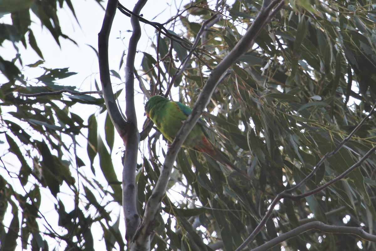 Swift Parrot - ML623499966