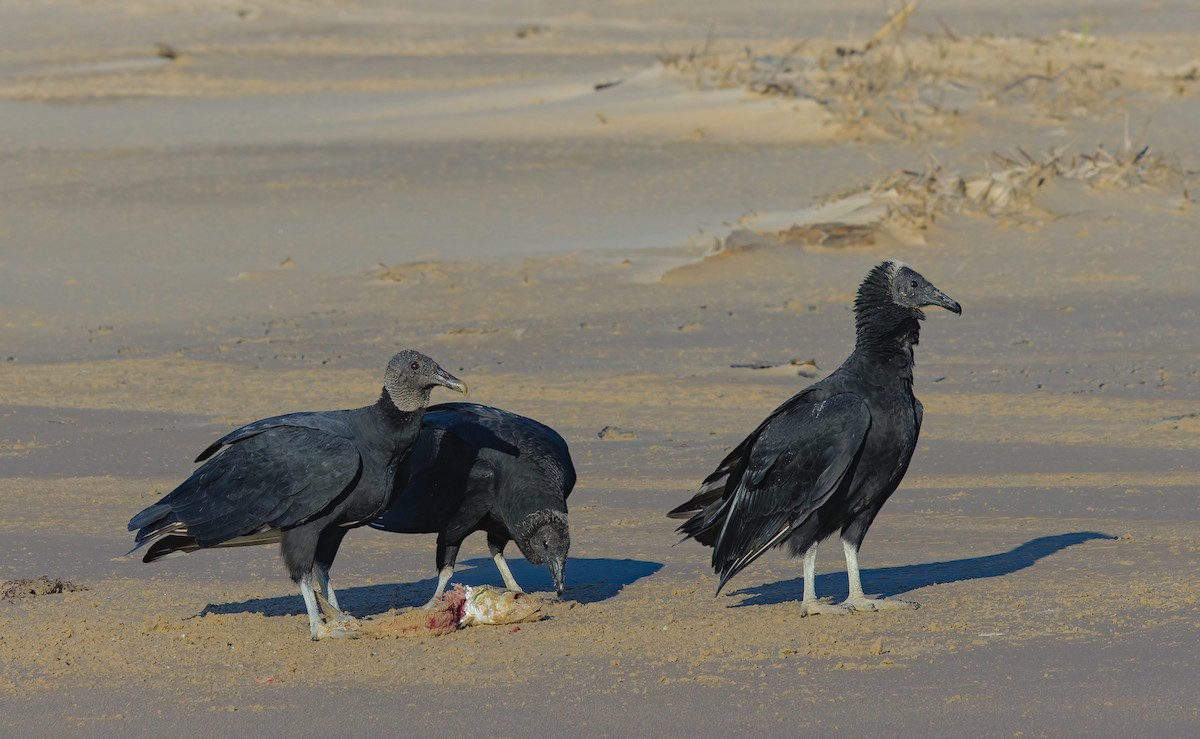 Black Vulture - ML623499977