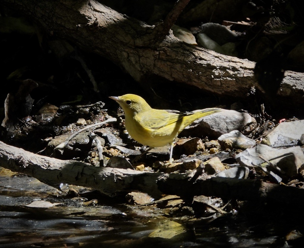 Yellow Warbler (Northern) - Rick Taylor