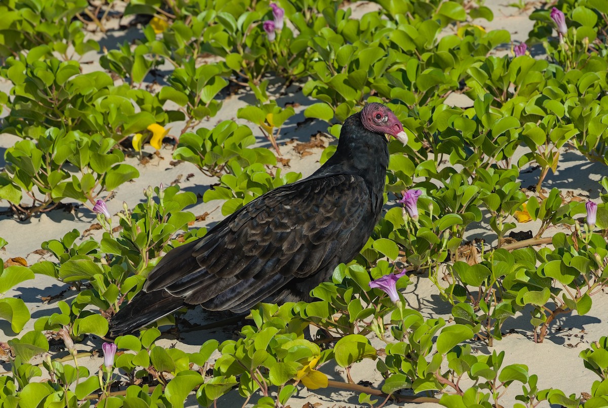 Turkey Vulture - ML623500003