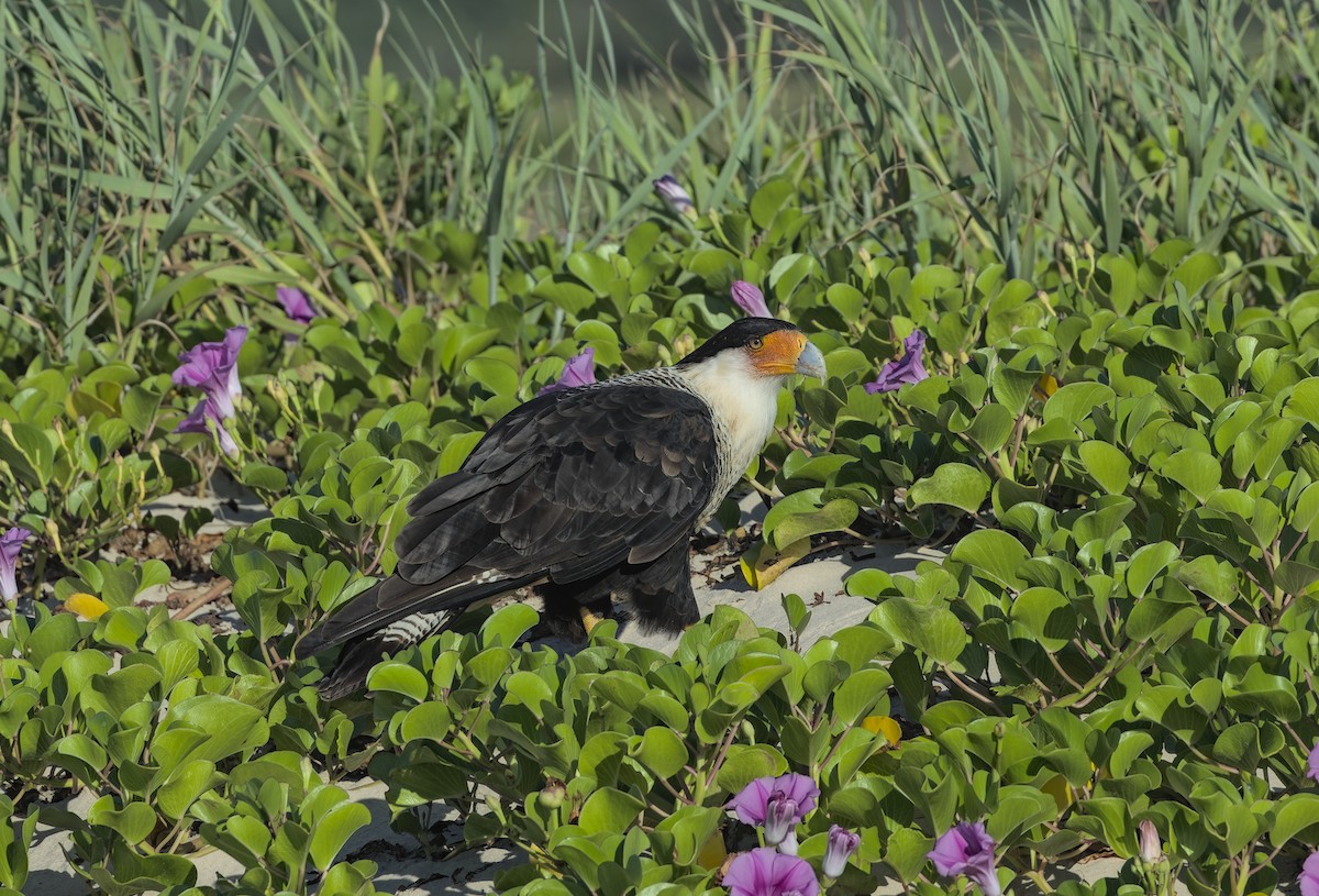 Caracara huppé - ML623500015