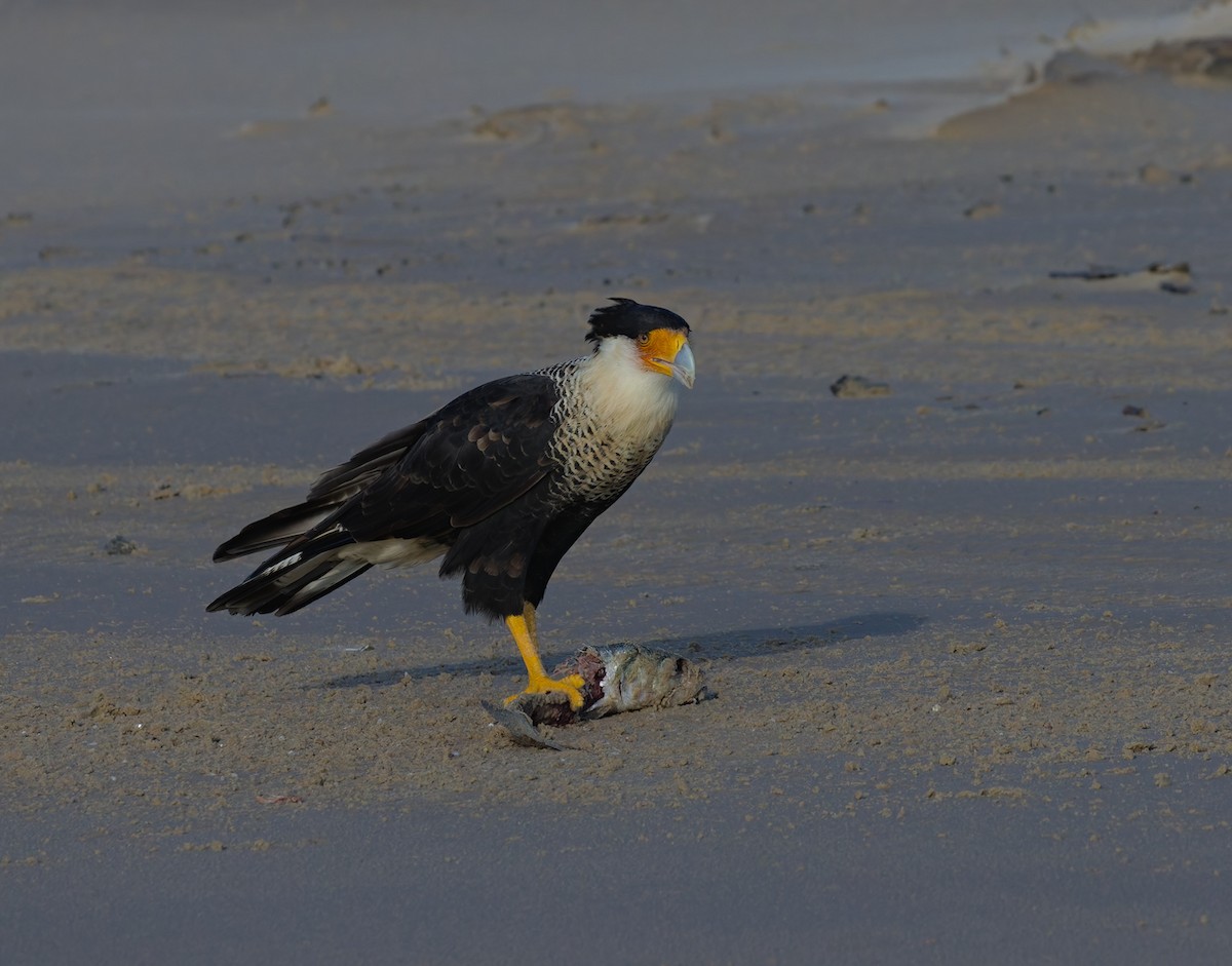 Caracara huppé - ML623500026