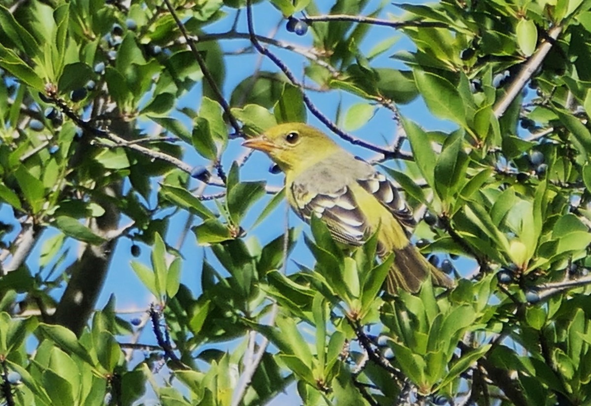 Western Tanager - ML623500045
