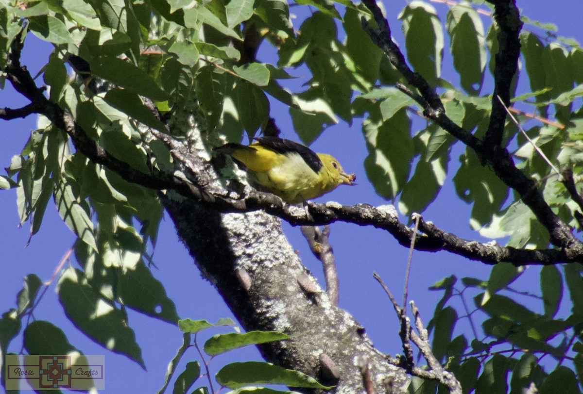 piranga šarlatová - ML623500072