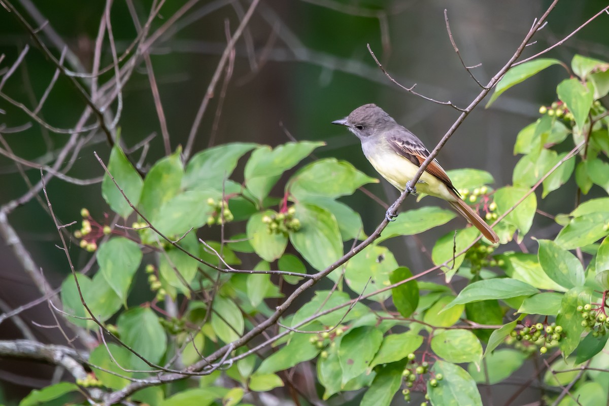 Great Crested Flycatcher - ML623500190