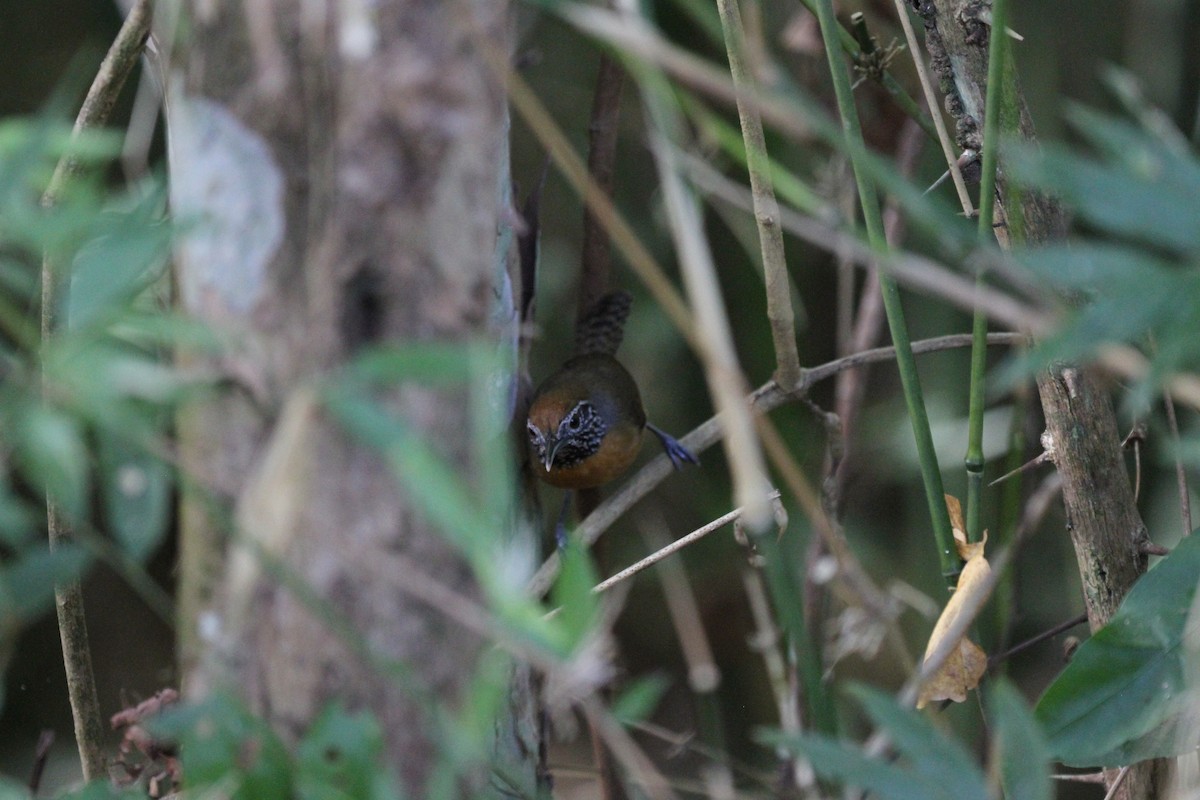 Rufous-breasted Wren - ML623500354