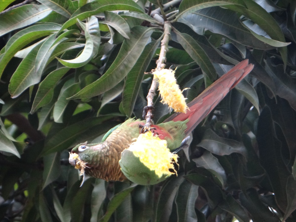 Maroon-bellied Parakeet - Luciane Brito