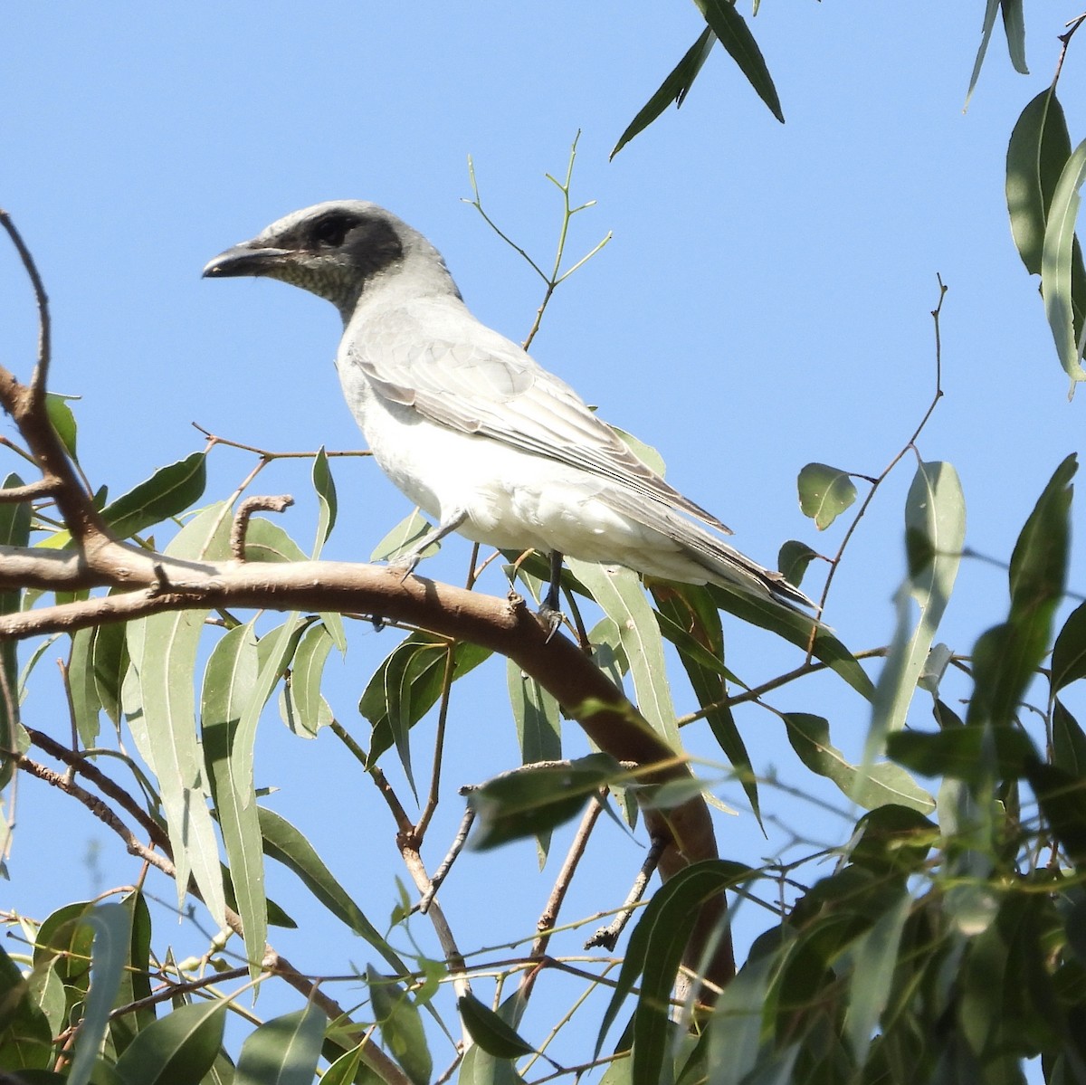 Black-faced Cuckooshrike - ML623500416