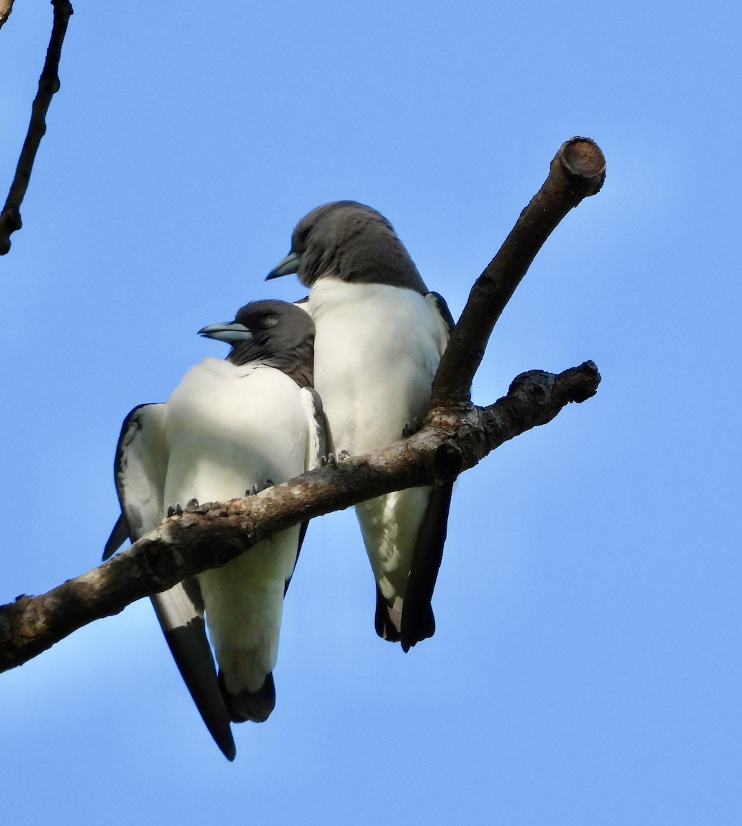 White-breasted Woodswallow - ML623500424