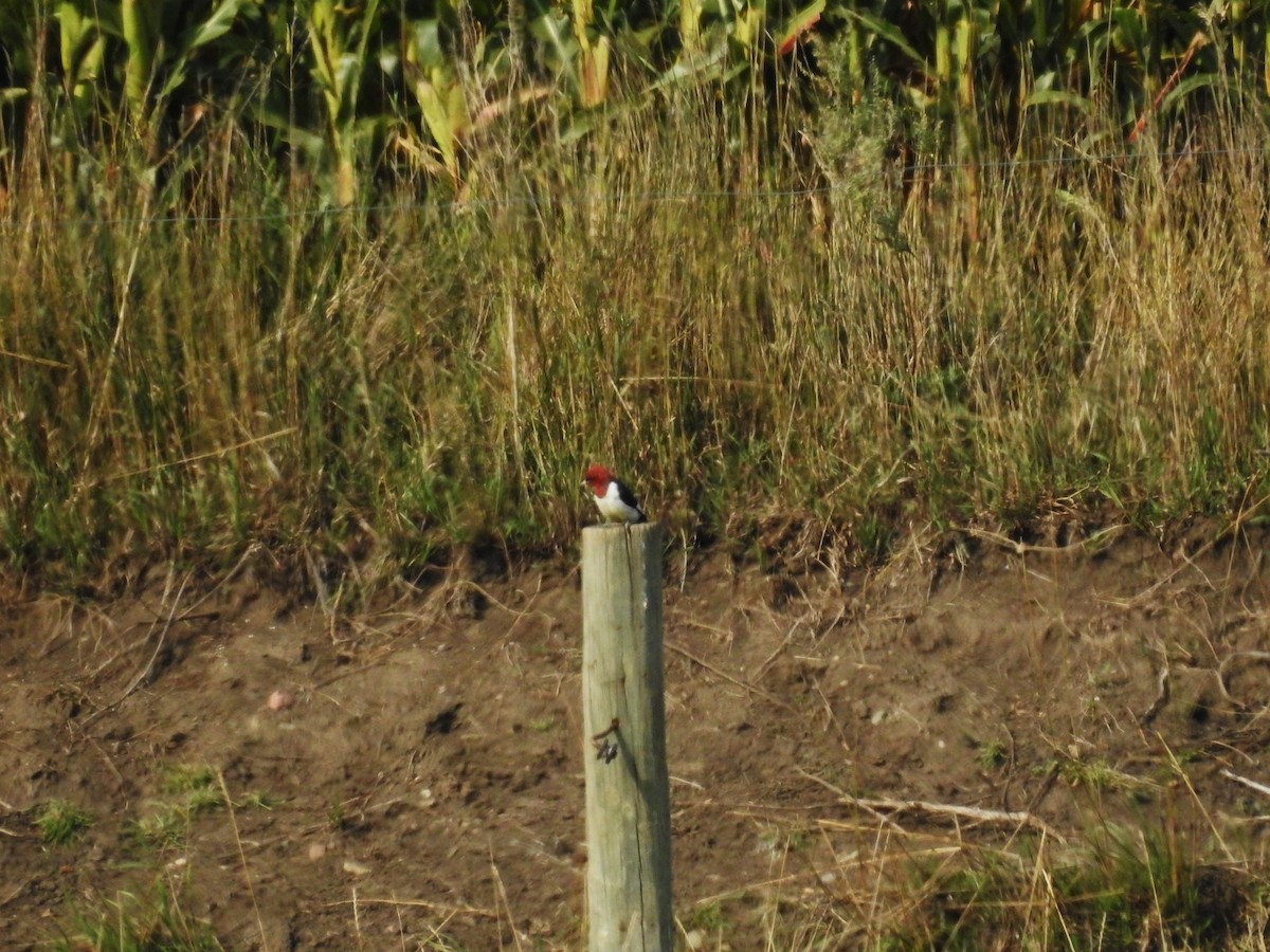 Red-headed Woodpecker - ML623500514