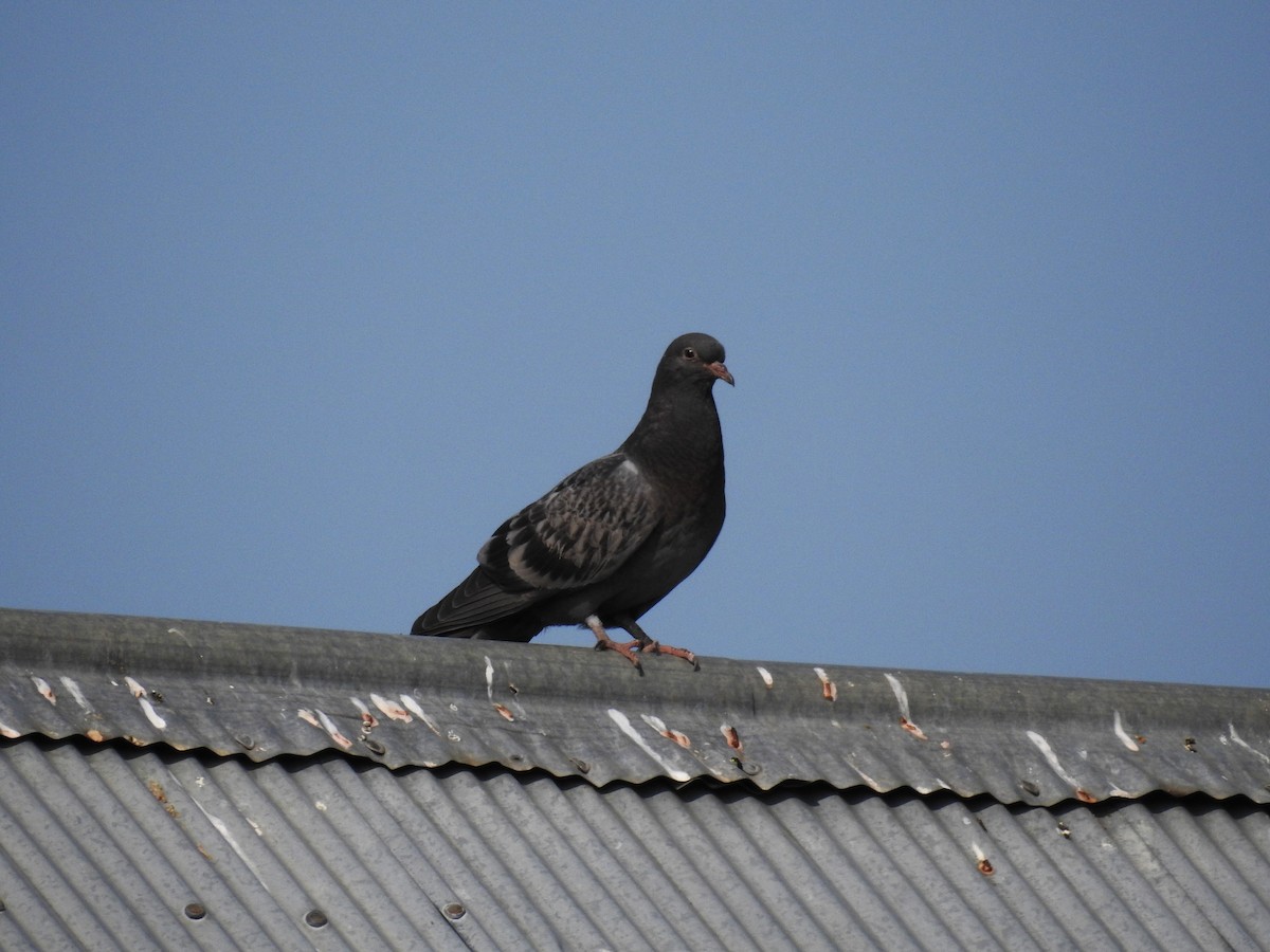 Rock Pigeon (Feral Pigeon) - ML623500519
