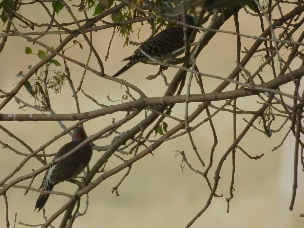 Northern Flicker - ML623500527