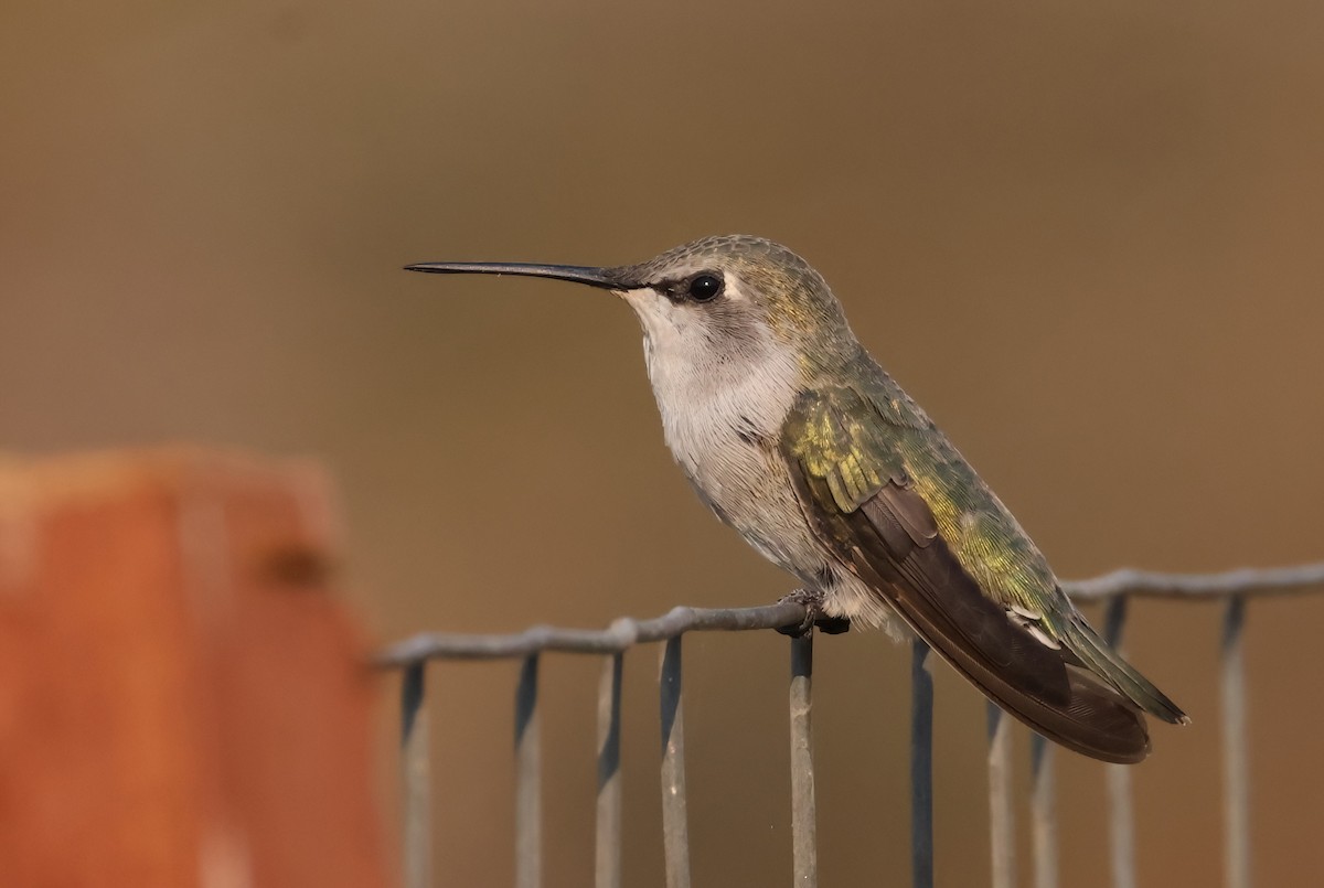 ørkenkolibri - ML623500528