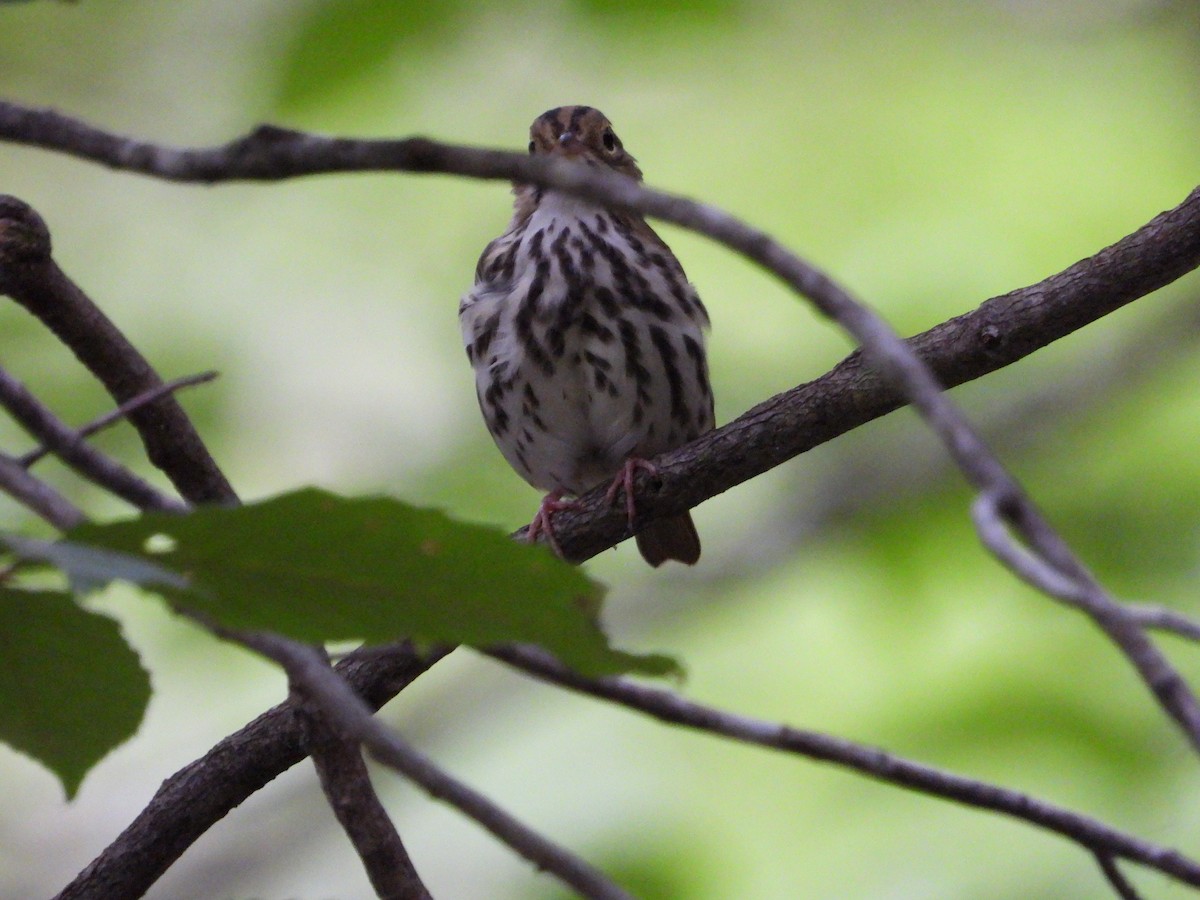 Ovenbird - ML623500552