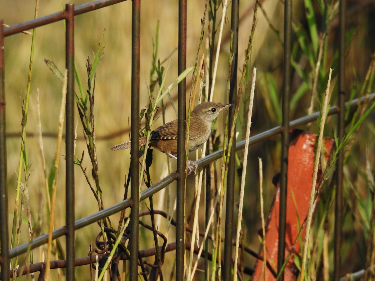 Northern House Wren - ML623500554