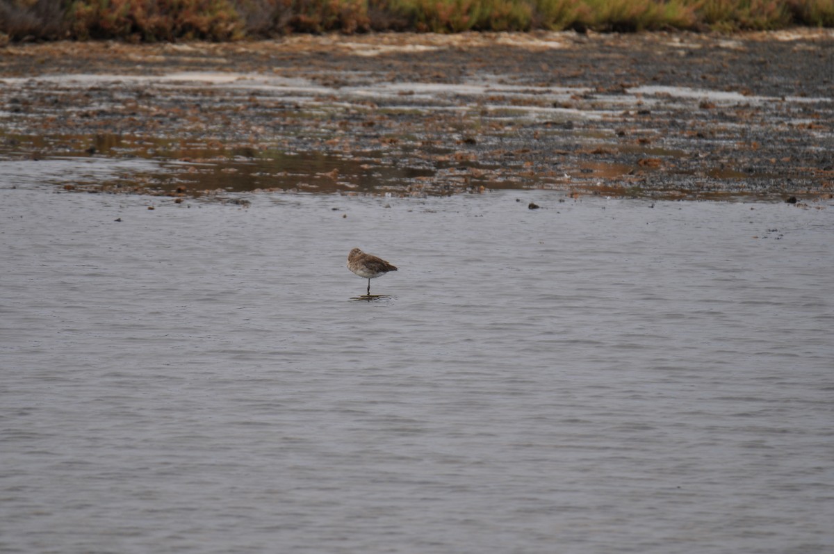 Black-tailed Godwit - Maria Carmo