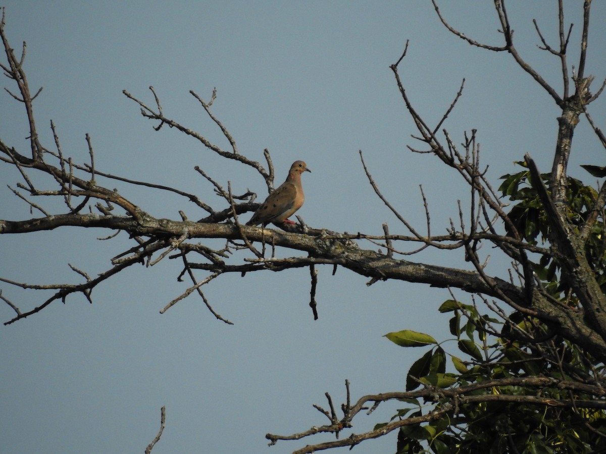 Mourning Dove - ML623500560