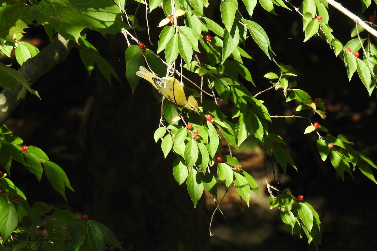 Tennessee Warbler - ML623500593