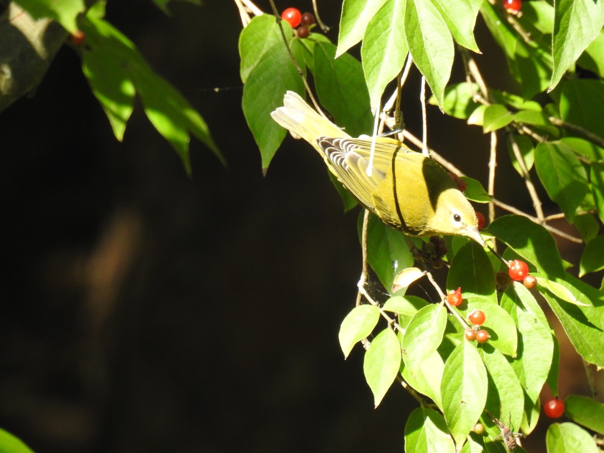 Tennessee Warbler - ML623500594