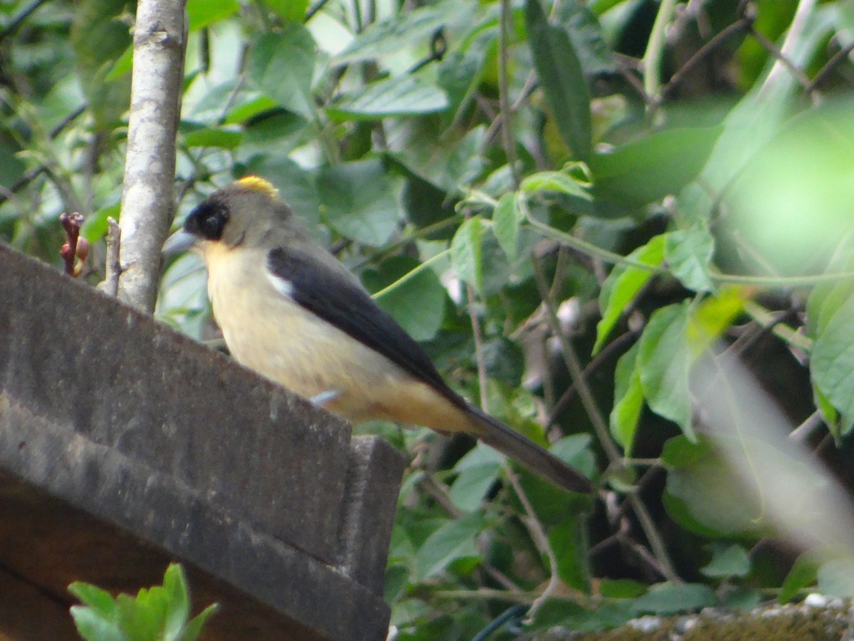 Black-goggled Tanager - Luciane Brito