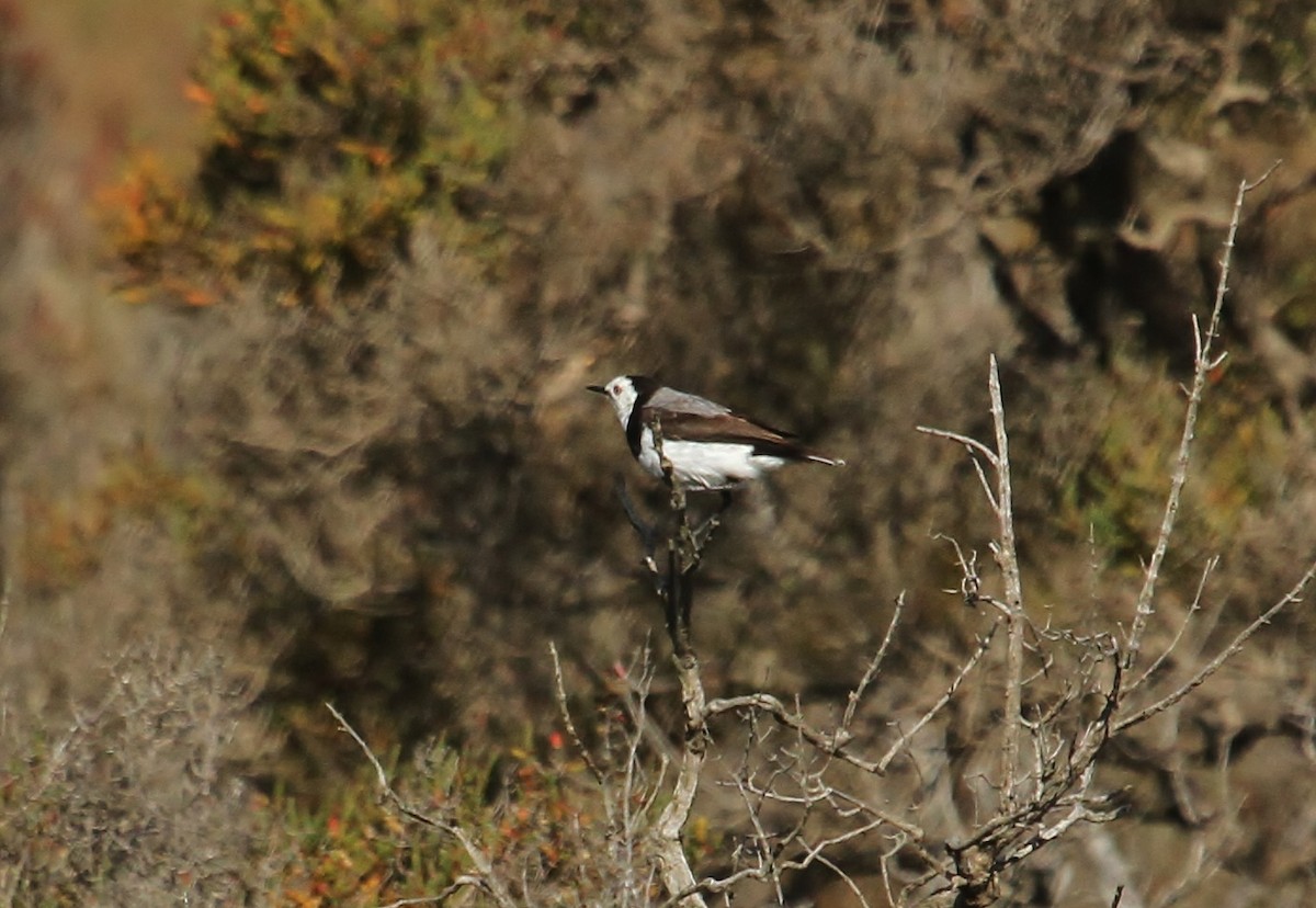 White-fronted Chat - ML623500598